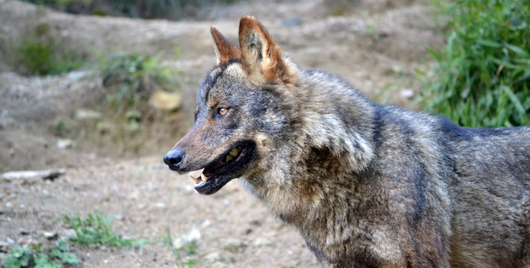 Pablo Marcos M.S. / Lobo ibérico[Canis lupus signatus] en Parque Natural de Peña Escrita. Publicado en El último cebro