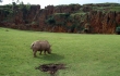 Pablo Marcos M.S. / Rinoceronte blanco [Ceratotherium simun] en Parque de la naturaleza de Cabárceno. Publicado en El último cebro